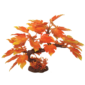 Hugo - Bonsai Autumn Oak 23Cm